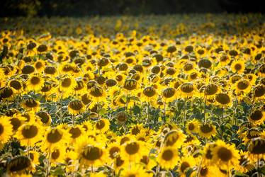 Similar image 5579337