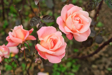 Similar image 5580484