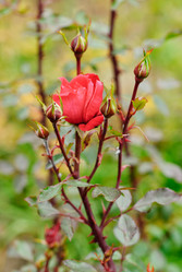 Similar image 5580507