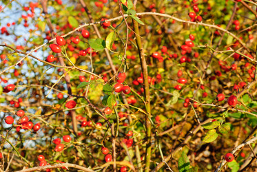 Similar image 5580511