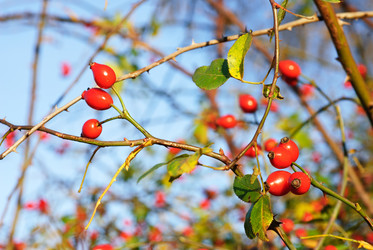 Similar image 5580515