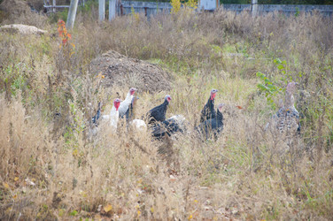 Similar image 5581061