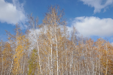 Similar image 5581070