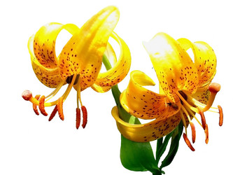 Similar image 5581541