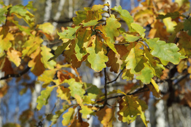 Similar image 5582291