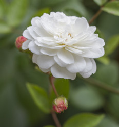 Similar image 5583335