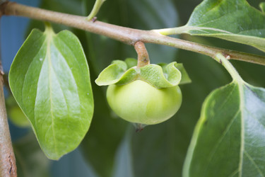 Similar image 5584060