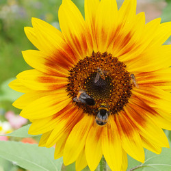 Similar image 5584407