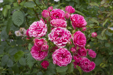 Similar image 5584556