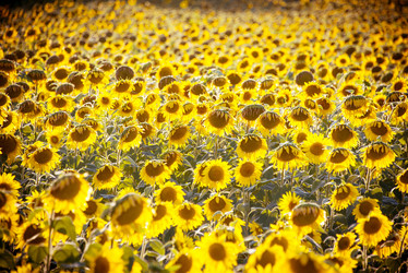 Similar image 5584949