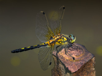 Similar image 5585139