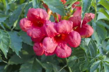 Similar image 5586515