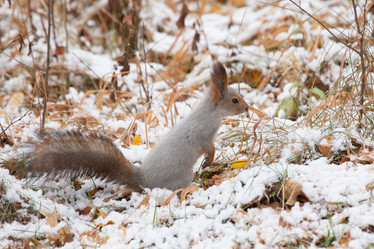 Similar image 5586695