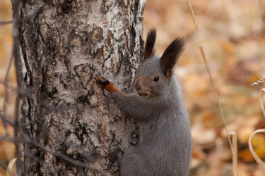 Similar image 5586711