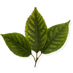 Similar image 5589040