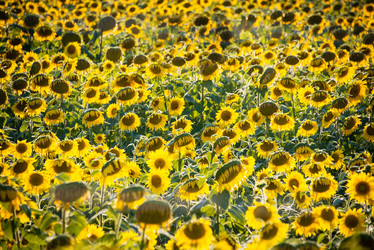 Similar image 5590532