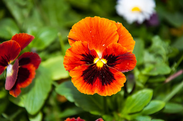 Similar image 5591184