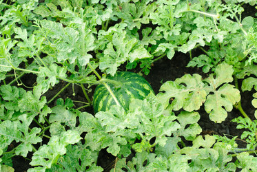 Similar image 5591879