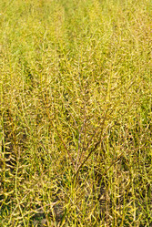 Similar image 5591887