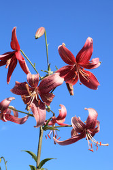 Similar image 5594863