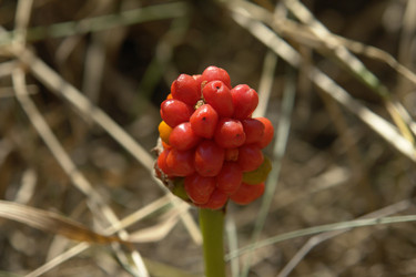 Similar image 5596487