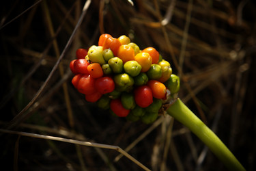 Similar image 5596509