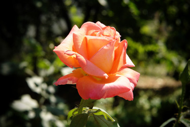 Similar image 5596558