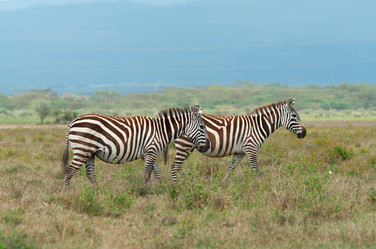 Similar image 5597141