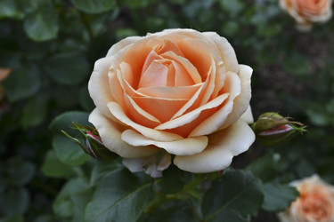 Similar image 5598112