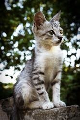 Similar image 5598274