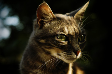 Similar image 5598281