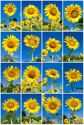 Similar image 5598675