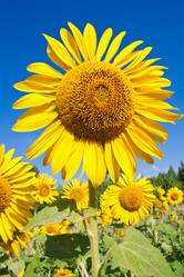 Similar image 5602309