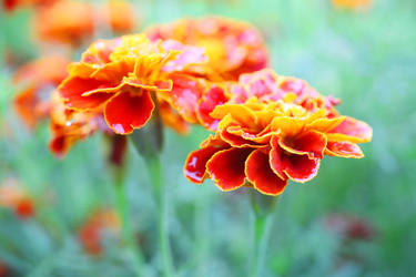 Similar image 5603144