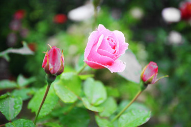 Similar image 5603250