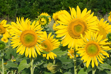 Similar image 5603293