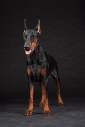 Similar image 5603432