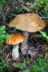 Similar image 5603539