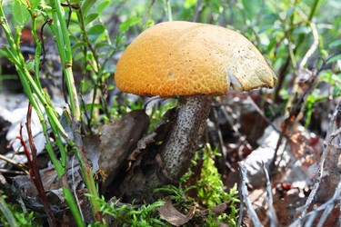 Similar image 5603554