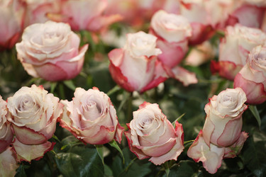 Similar image 5603900