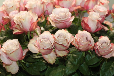 Similar image 5603914