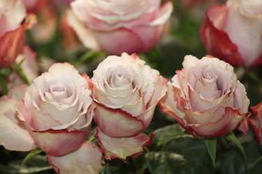 Similar image 5603915