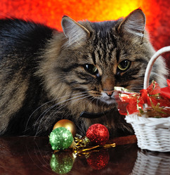 Similar image 5608277