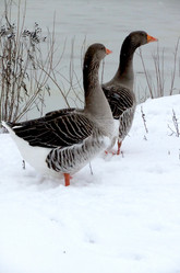 Similar image 5609098