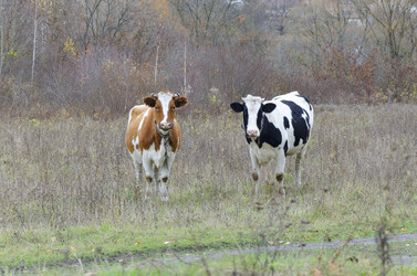 Similar image 5609296