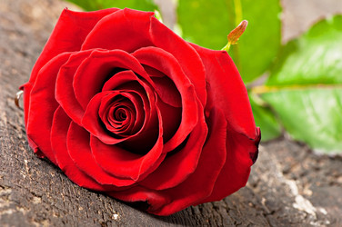 Similar image 5613879