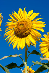 Similar image 5616499