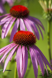 Similar image 5619528