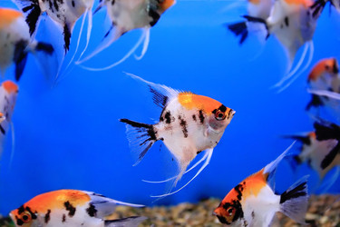 Similar image 5619782