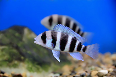 Similar image 5619793